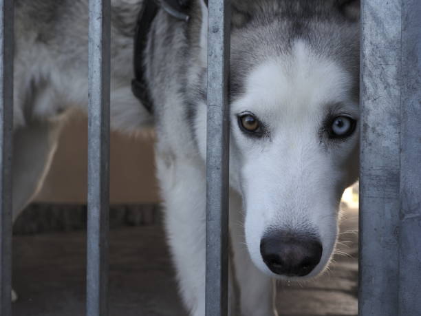 istock husky Dog portrait 1500955971