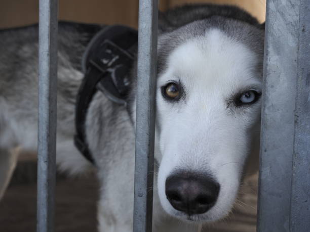 istock husky Dog portrait 1500956066