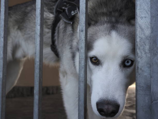 istock husky Dog portrait 1500956182