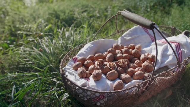 Close-up view of a basket full of harvested walnuts placed on a grass