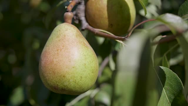 Close-up view of pears growing on a tree on a sunny day