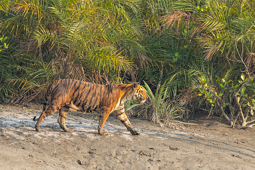 A wild Royal Bengal Tiger, Panthera tigris, patrolling her territory in Sundarbans National Park, West Bengal, India
