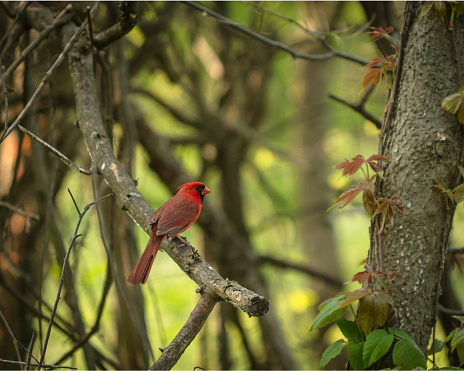 Red Cardinal in woods resting on a branch.