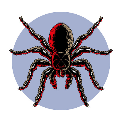 Tarantula spider top view isolated on a white and violet background, stylized silhouette mascot vector illustration
