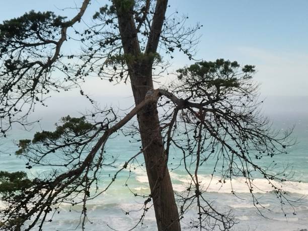 istock The beauty of a dead tree 1500961762