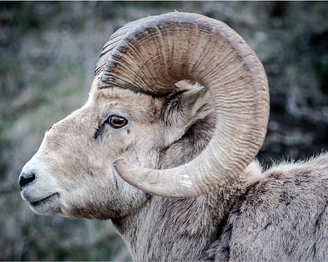Bighorn sheep profile portrait.  Male.