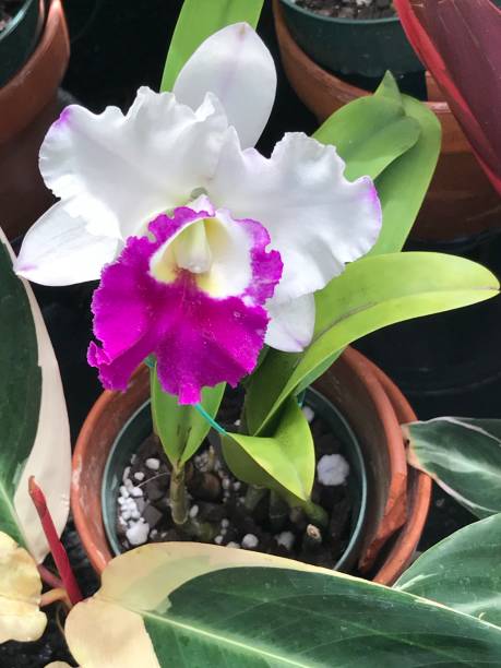 istock Purple and white orchid 1500965476