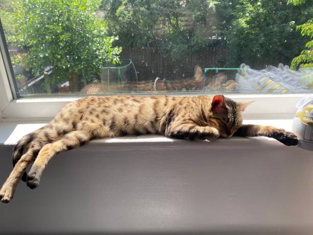 istock Pet bengal cat stretched out on sunny windowsill 1500965508