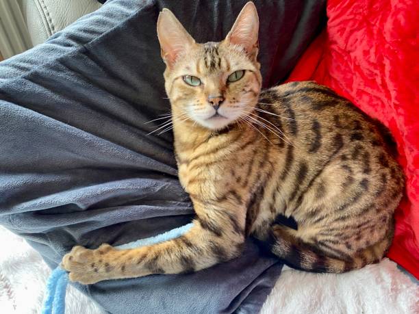 istock Wonderful leopard print pattern on fur of pure bred bengal cat 1500966439