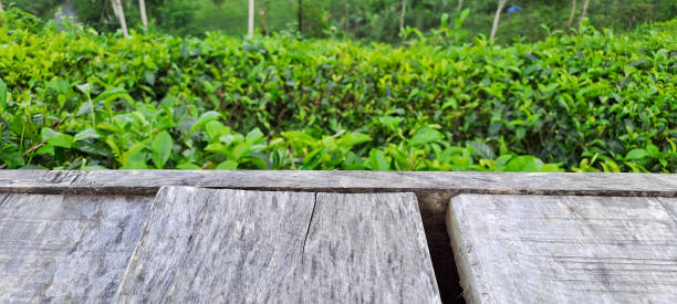 Empty wooden table with tea plantation on background, blank place for product