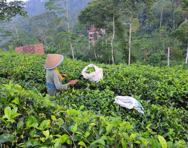 istock an old woman wearing a bamboo hat is picking tea leaves 1500968084