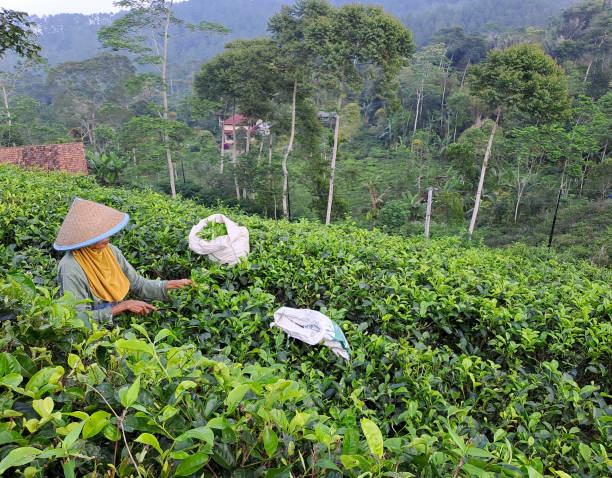 istock an old woman wearing a bamboo hat is picking tea leaves 1500968100