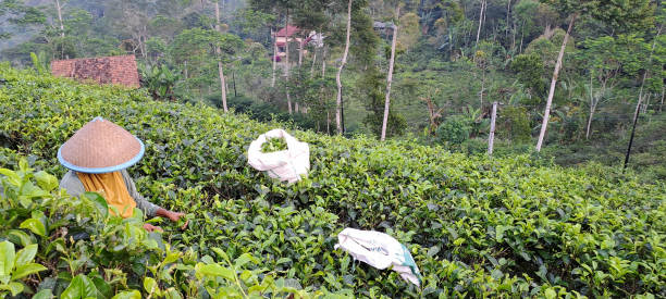istock an old woman wearing a bamboo hat is picking tea leaves 1500968150