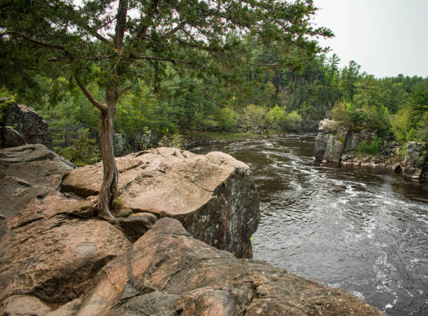 istock Ancient Forest dated about the last Glaciation,Wisconsin,USA. 1500968413