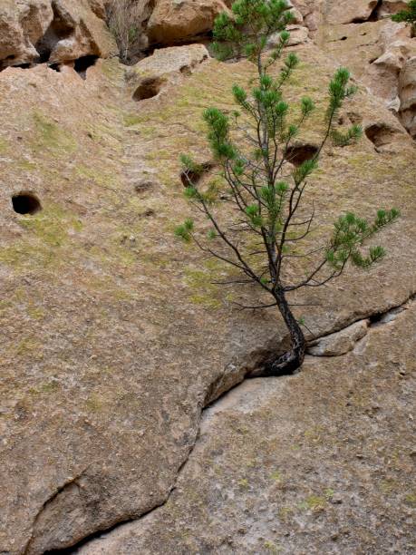 eine kleine kiefer wächst aus rissen in einer sandsteinfelswand am bandelier national monument - bandelier national monument stock-fotos und bilder