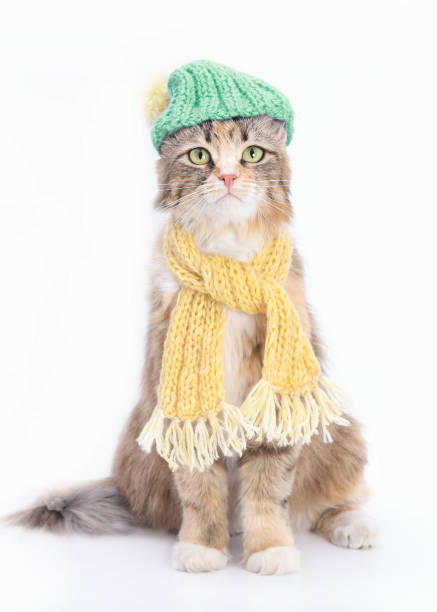 istock Portrait of a Cat. Needlework 1500971179