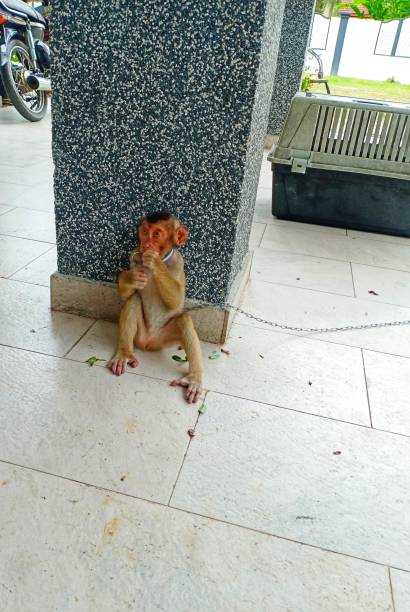 istock Monkey on a chain, sitting on the floor 1500971369