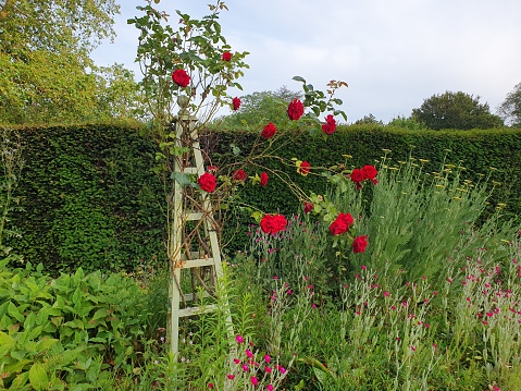 A ladder with red flowers in a garden near a historic place