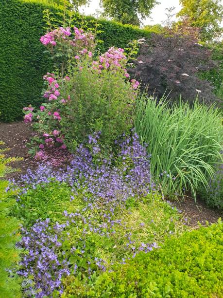 istock A garden with many coloured flowers 1500972445