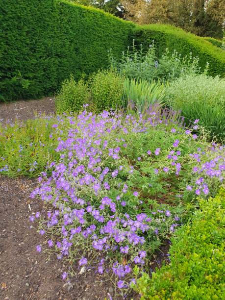 istock A group of purple flowers 1500972468