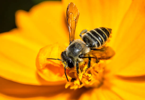 istock Hover fly sucking nectar on a yellow cosmos flower 1500972851