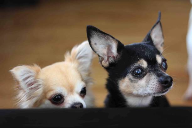 Rainy and Coffee the chihuahuas