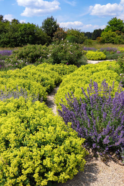 istock Herb and flower garden 1500974684