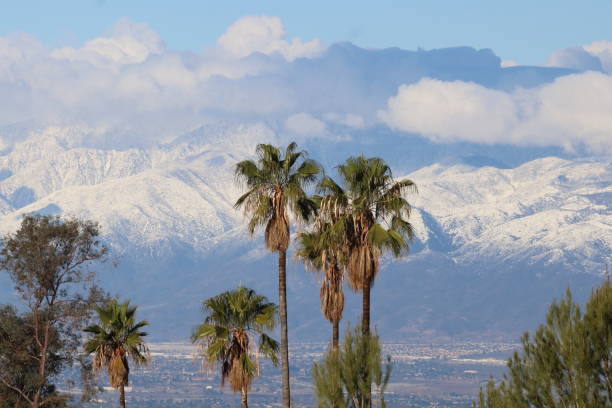 istock Palm Trees and Snow-covered Mountains 1500974858