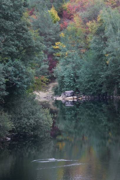 istock Late autumn lake with a duck 1500976591