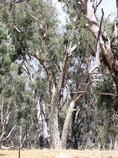 istock Lower Moira, Victoria, Australia 1500978122