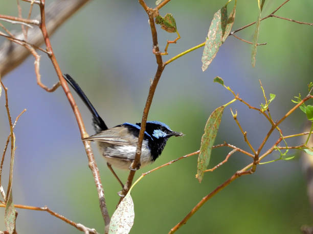 istock Lower Moira, Victoria, Australia 1500978125