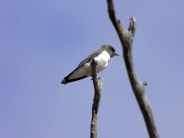 istock Lower Moira, Victoria, Australia 1500978183