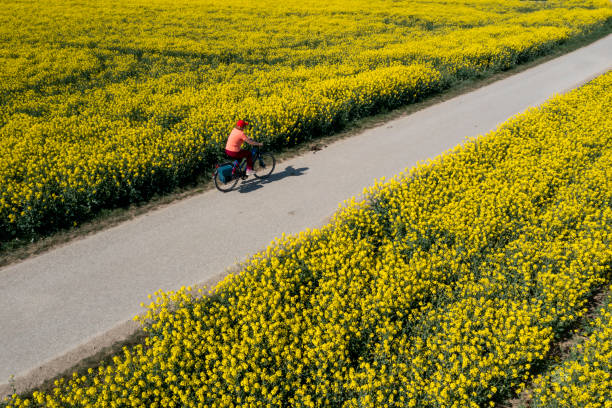 istock Woman riding bicycle in spring, aerial view 1500978300