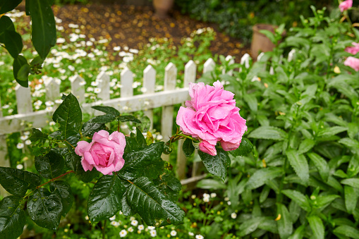 Beautiful rose in my garden