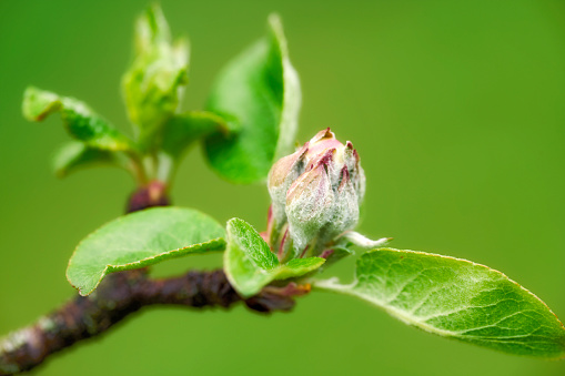 A series of photos of apple flower in natural setting