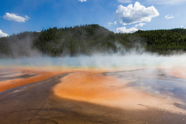 Grassland in Yellowstone National Park, Wyoming