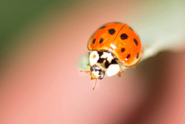 Ladybug , ladybird , on a leaf in the garden