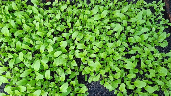 Closeup of fresh green vegetables planted in fertile soil