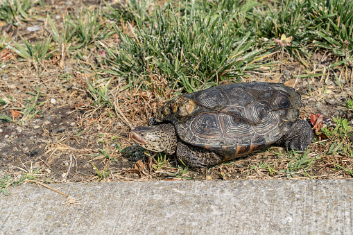 Terrapin (Malaclemys terrapin) crossing sidewalk during mating season in Stone Harbor, New Jersey