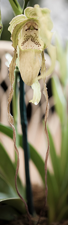 Phragmipedium grande orchid