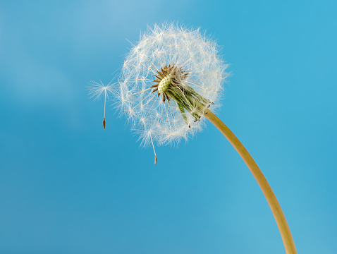 fluffy dandelion seeds with dew drops on a blue background, natural background with copy space