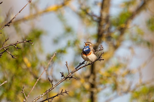 A Luscinia svecica perched on a tree branch in the sun, its beautiful song echoing through the air