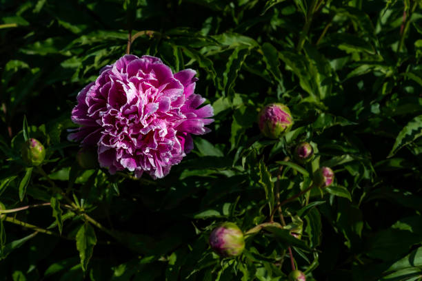 Peonies blooming in June