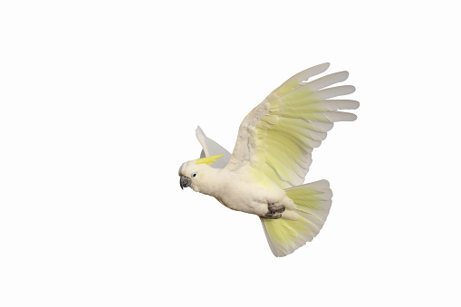 Beautiful of Cockatoo parrot flying isolated on white background.