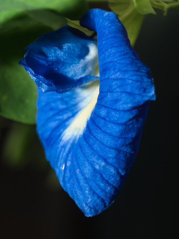 Butterfly pea flower closeup detail texture blue white color side view