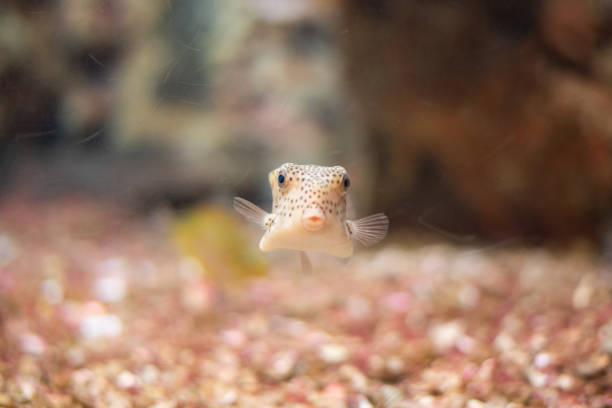 fish under water. - sub tropical climate imagens e fotografias de stock