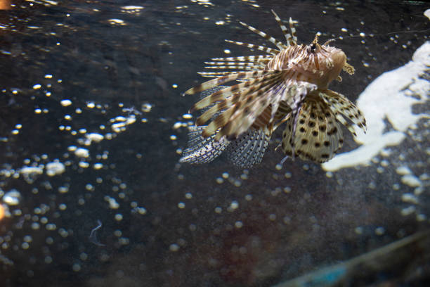рыба под водой. - sub tropical climate стоковые фото и изображения