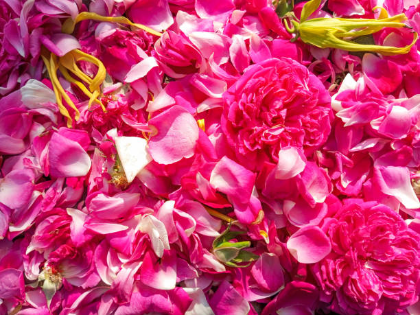 istock Tempting Close-Up of a Stack of Fragrant Rose Petals 1501007713