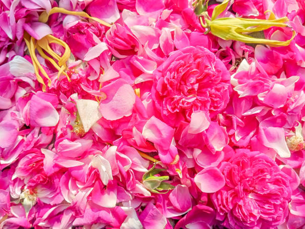 istock Tempting Close-Up of a Stack of Fragrant Rose Petals 1501007716