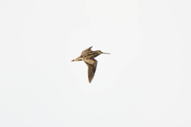 Flight of the Latham's Snipe